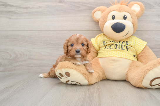 Funny Cavapoo Poodle Mix Pup