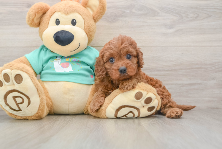 Cavapoo Pup Being Cute