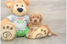 Energetic Cavoodle Poodle Mix Puppy