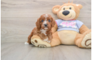 Best Cavapoo Baby