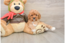 Cavapoo Pup Being Cute