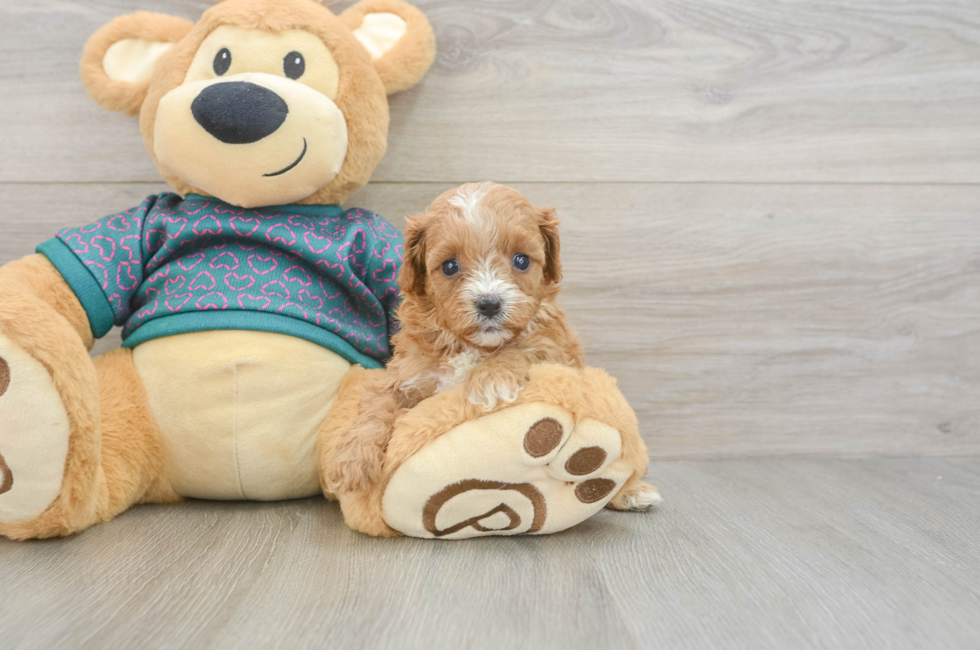 6 week old Cavapoo Puppy For Sale - Windy City Pups
