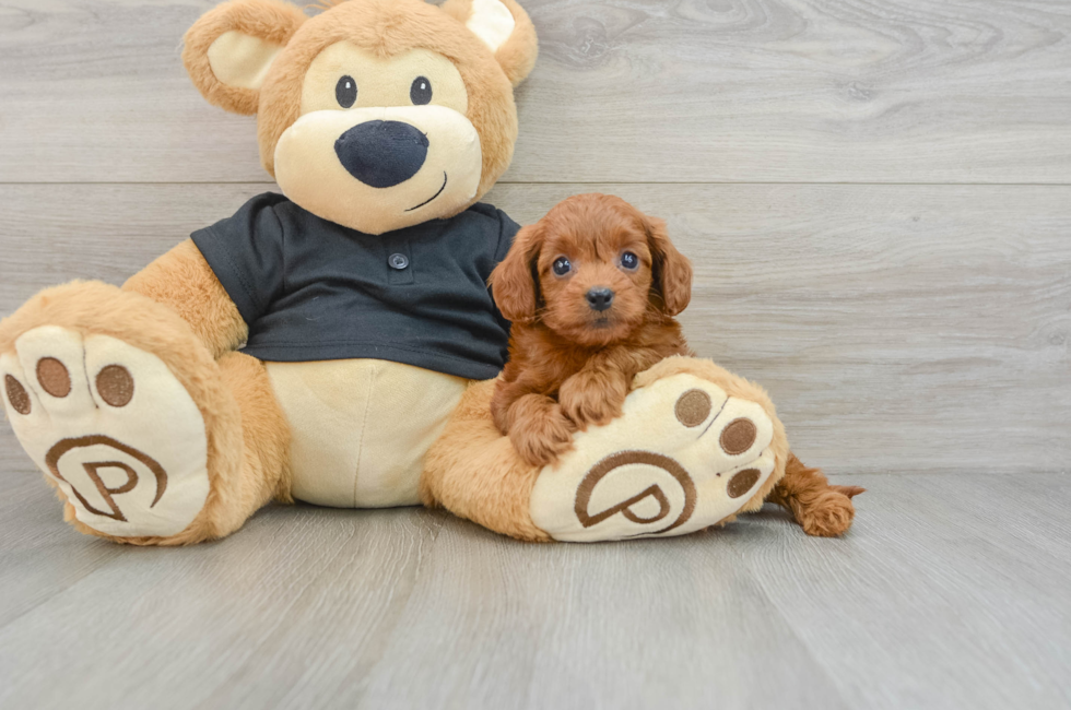 6 week old Cavapoo Puppy For Sale - Windy City Pups