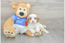 Adorable Cavalier King Charles Spaniel and Poodle Mix Poodle Mix Puppy