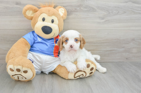 Adorable Cavalier King Charles Spaniel and Poodle Mix Poodle Mix Puppy