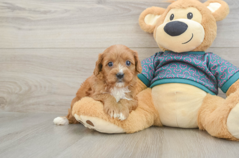 6 week old Cavapoo Puppy For Sale - Windy City Pups