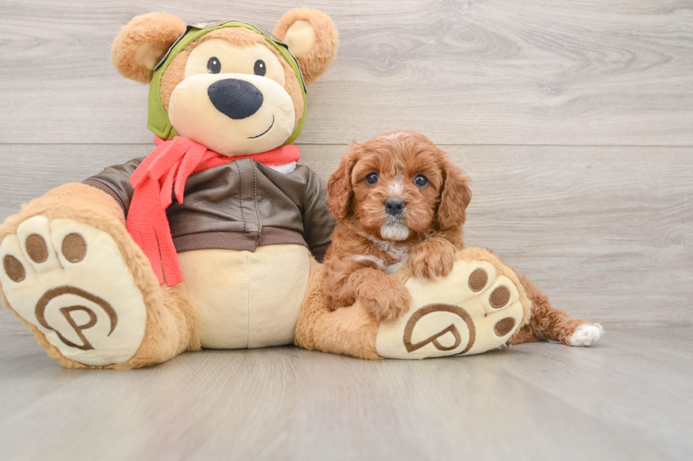 Cavapoo Pup Being Cute