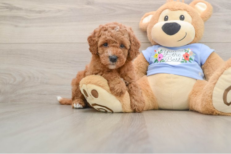 Little Cavipoo Poodle Mix Puppy