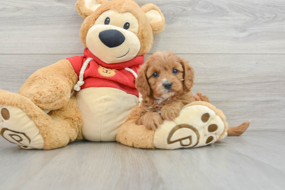 Fluffy Cavapoo Poodle Mix Pup