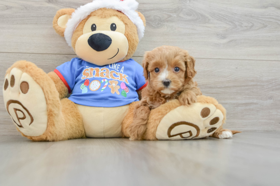 5 week old Cavapoo Puppy For Sale - Windy City Pups