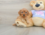 8 week old Cavapoo Puppy For Sale - Windy City Pups