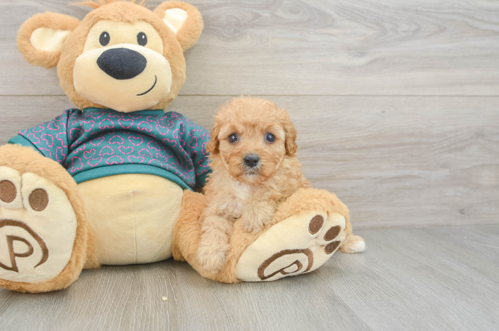 6 week old Cavapoo Puppy For Sale - Windy City Pups