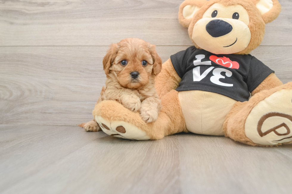 Funny Cavapoo Poodle Mix Pup