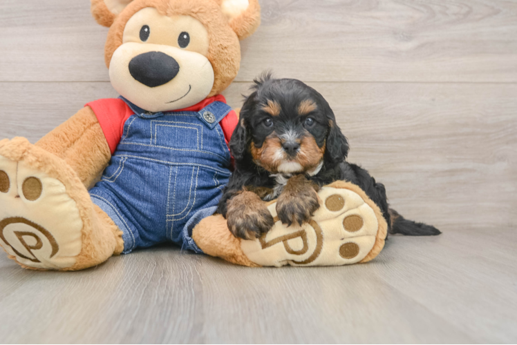 Best Cavapoo Baby