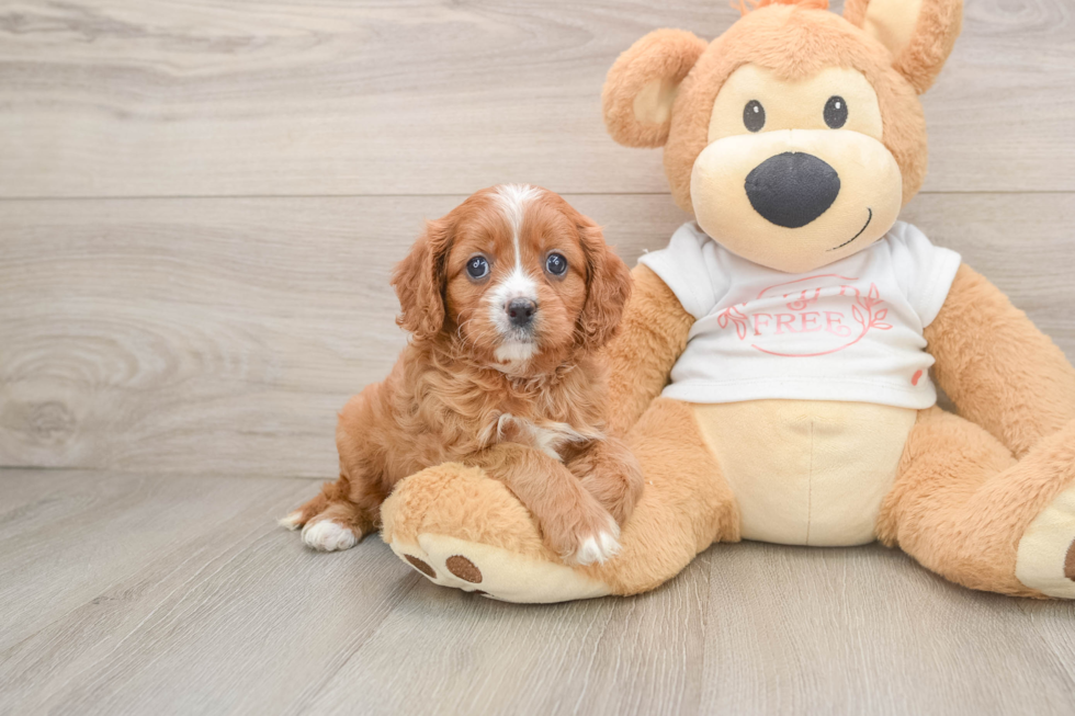 Cute Cavapoo Baby
