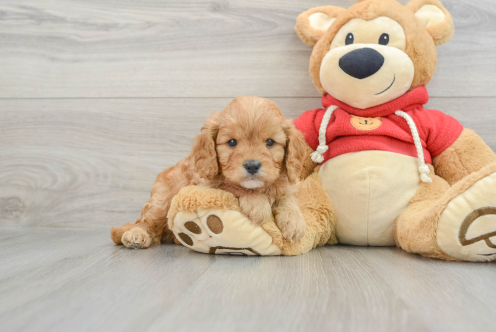 Playful Cavapoodle Poodle Mix Puppy