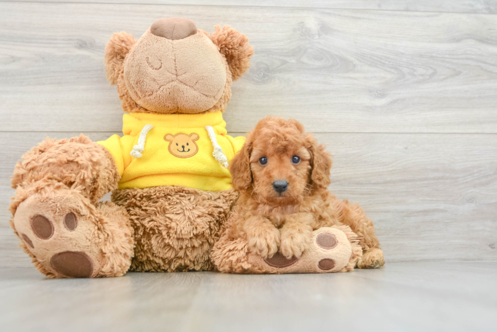 Cavapoo Pup Being Cute