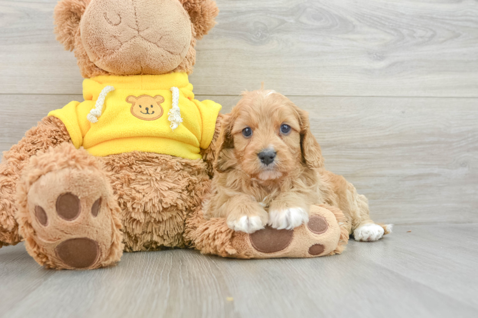 Cute Cavapoo Baby