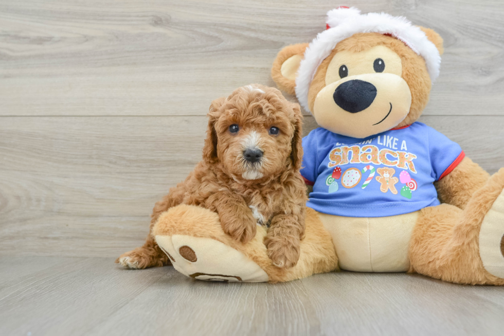 Cavapoo Pup Being Cute