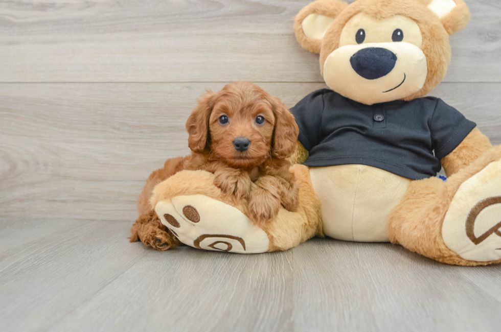 6 week old Cavapoo Puppy For Sale - Windy City Pups