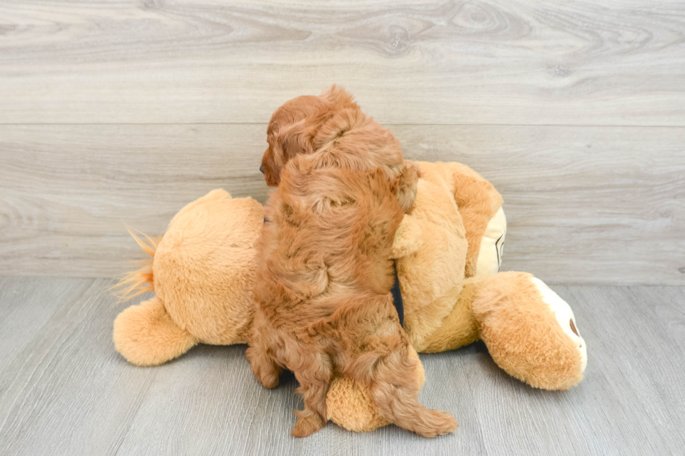 Hypoallergenic Cavadoodle Poodle Mix Puppy