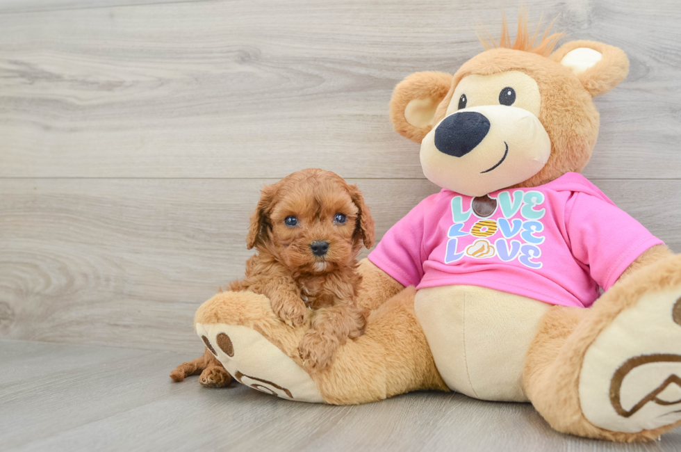 7 week old Cavapoo Puppy For Sale - Windy City Pups