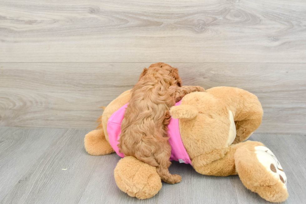 Best Cavapoo Baby