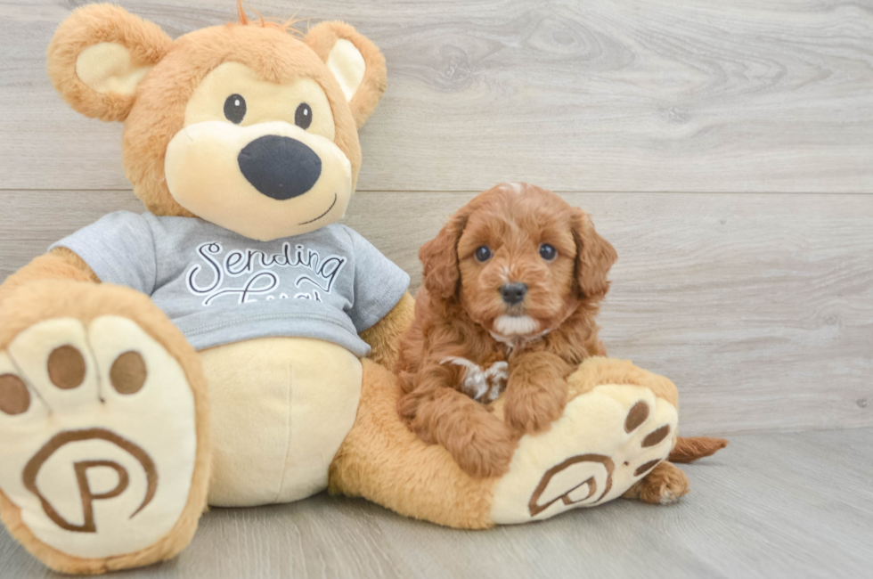 6 week old Cavapoo Puppy For Sale - Windy City Pups