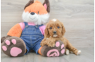 Happy Cavapoo Baby
