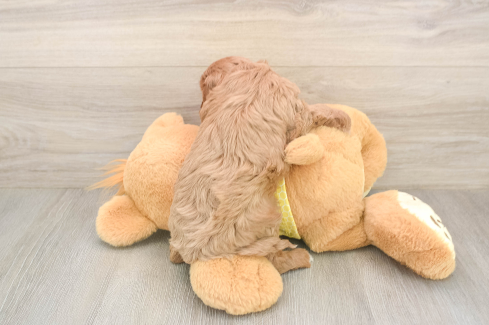 Smart Cavapoo Poodle Mix Pup