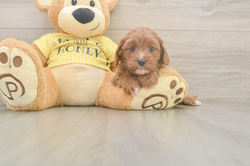 6 week old Cavapoo Puppy For Sale - Windy City Pups