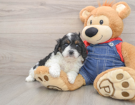 8 week old Cavapoo Puppy For Sale - Windy City Pups