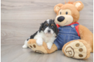 Cavapoo Puppy for Adoption