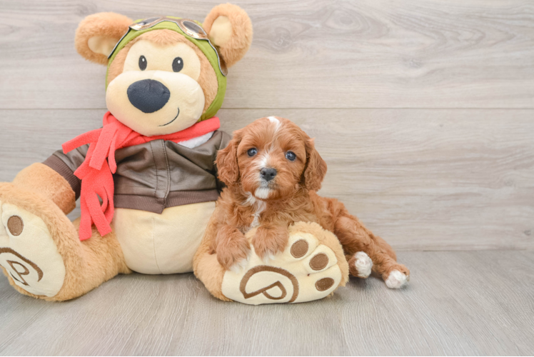 Cavapoo Pup Being Cute