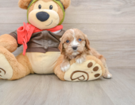 8 week old Cavapoo Puppy For Sale - Windy City Pups