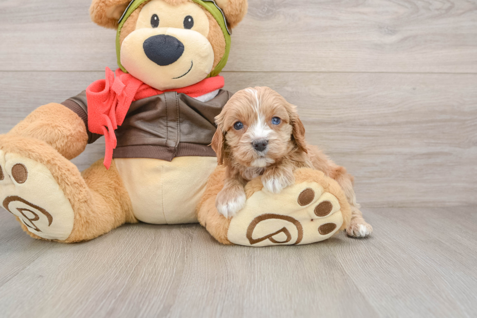 Friendly Cavapoo Baby