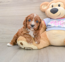 5 week old Cavapoo Puppy For Sale - Windy City Pups