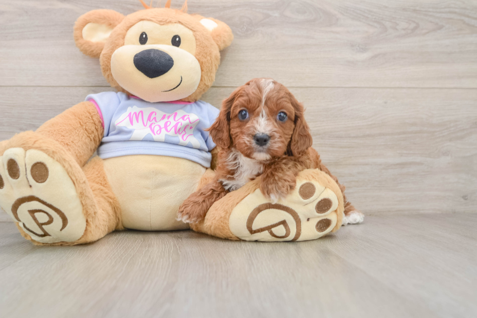Cavapoo Pup Being Cute