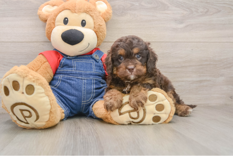 Happy Cavapoo Baby