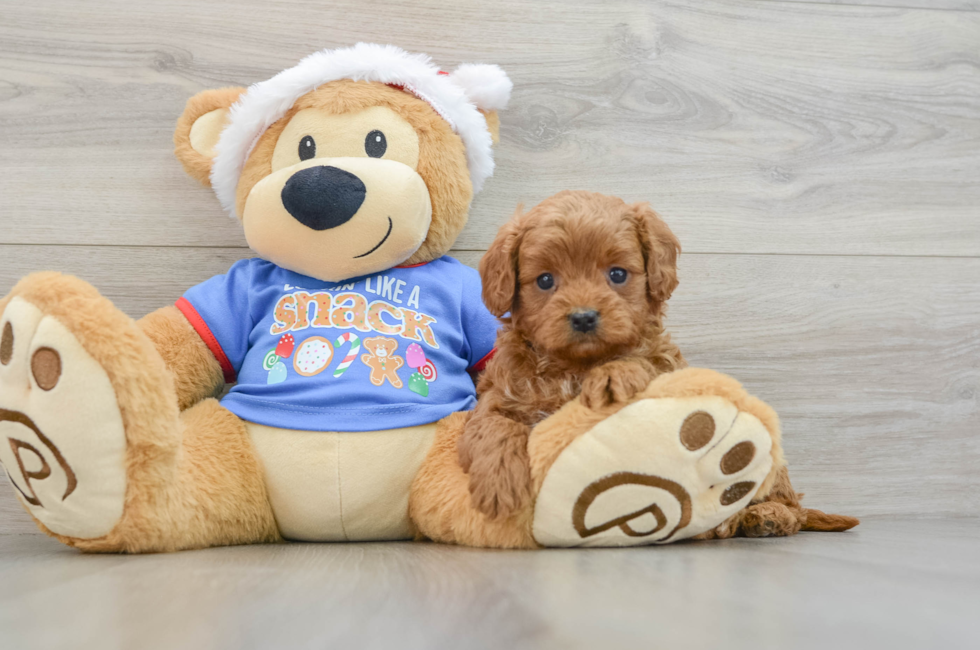 5 week old Cavapoo Puppy For Sale - Windy City Pups