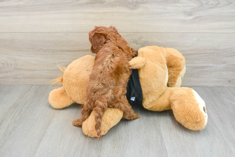 Adorable Cavalier King Charles Spaniel and Poodle Mix Poodle Mix Puppy