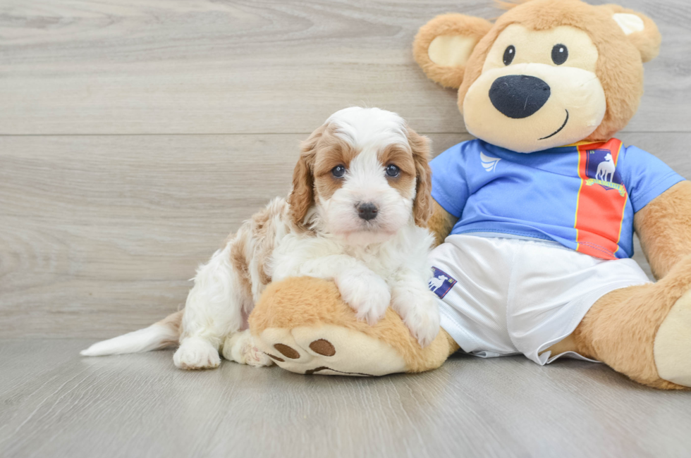 5 week old Cavapoo Puppy For Sale - Windy City Pups