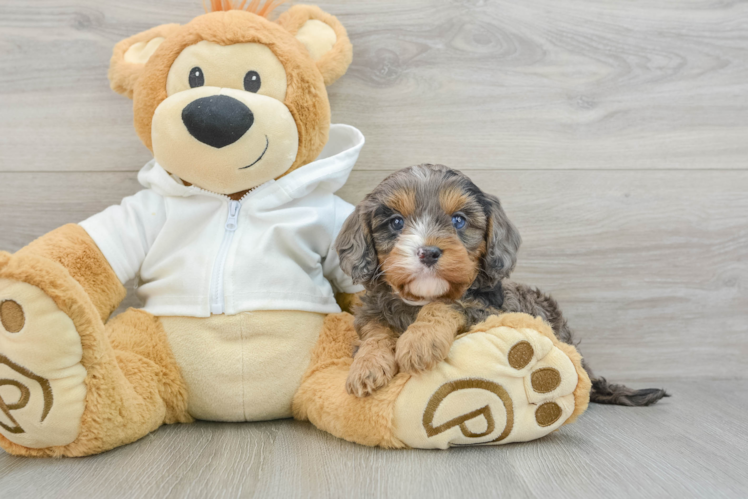 Friendly Cavapoo Baby