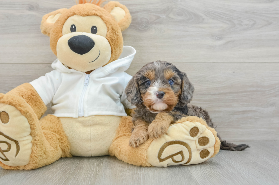 7 week old Cavapoo Puppy For Sale - Windy City Pups