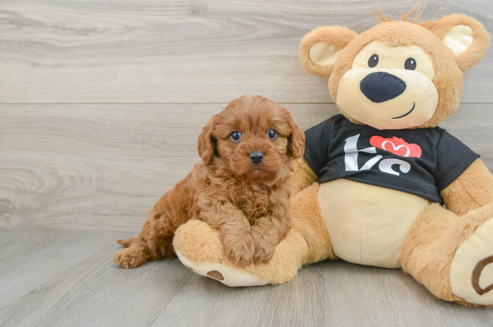 6 week old Cavapoo Puppy For Sale - Windy City Pups