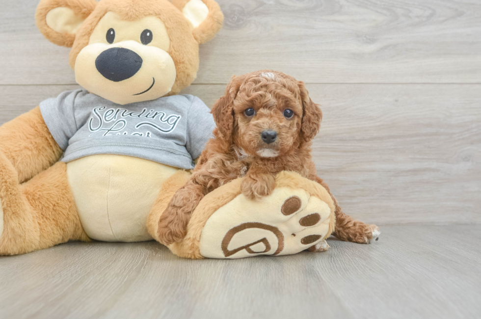 5 week old Cavapoo Puppy For Sale - Windy City Pups