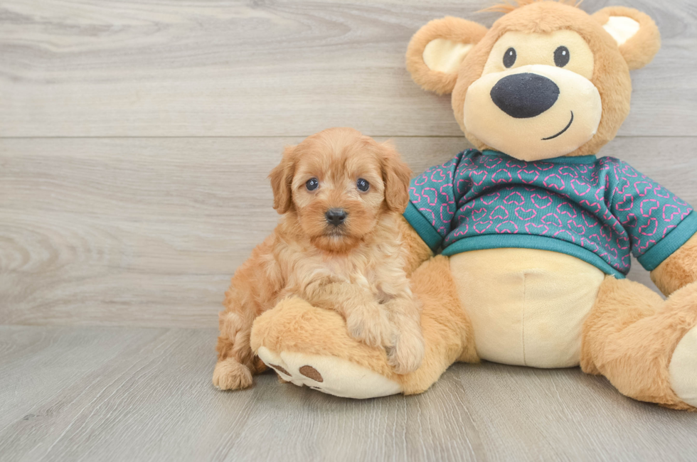 6 week old Cavapoo Puppy For Sale - Windy City Pups