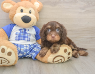 8 week old Cavapoo Puppy For Sale - Windy City Pups