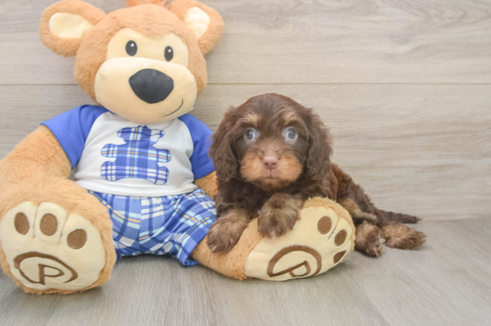 6 week old Cavapoo Puppy For Sale - Windy City Pups