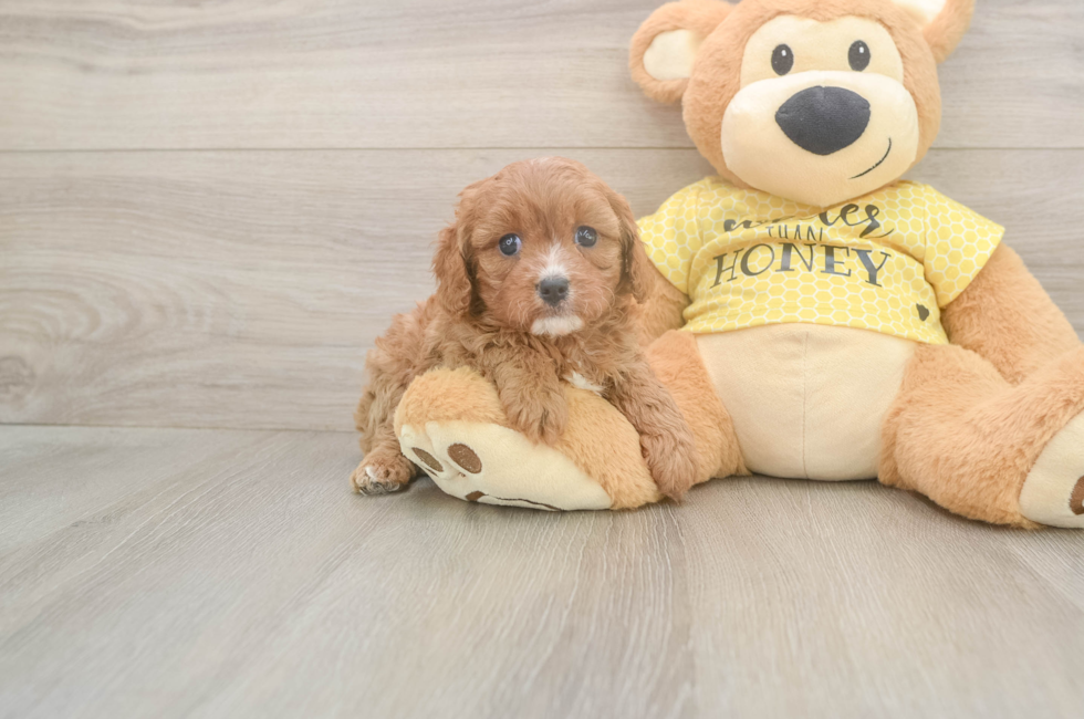 6 week old Cavapoo Puppy For Sale - Windy City Pups